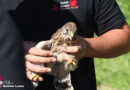 Oö: Feuerwehr, Tierretter und Passant retten jungen Falken von Straße in Wels