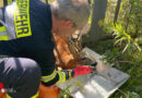 D: Reh klemmt in Celle im Zaun