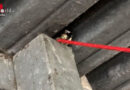 D: Kuriose Tierrettung → Feuerwehr Bad Salzuflen baut „Aufzug“ für heruntergefallene Meise