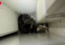 Schweiz: Katze in Chur hinter schwerem Tresor eingeklemmt