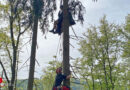 Oö: Paragleiterrettung aus Baum in Hofkirchen im Mühlkreis