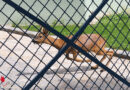 Oö: Rehbock eingefangen → Feuerwehr, Tierrettung, Polizei und Jäger in Wels im Einsatz