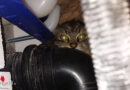Nö: Nach dem Handwerker war die Katze weg → „Nilo“ in Wiener Neustadt aus Mauerwerk befreit