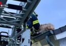 D: Feuerwehr in Sprockhövel rettet Hund aus Dachrinne