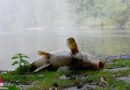 Bayern: Fischsterben im Westparksee in München