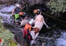 Stmk: Rettung einer trächtigen Kalbin per Hubschrauber aus den Wilden Wassern in Schladming