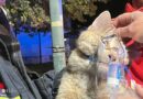 Nö: Zwei Katzen bei Brand in Badezimmer eines Wohngebäude in Traisen gerettet