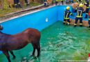Oö: Pferd im Pool mit einfachen Mitteln in Pucking-Hasenufer gerettet