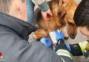 D: Feuerwehr Dinslaken versorgt verletzten Hund