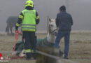 Oö: Feuerwehr und Tierarzt bei Rettung eines gestürzten Pferdes auf einer Weide in Pucking im Einsatz