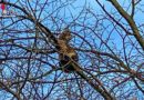 Bgld: Katze im Baum in Litzelsdorf