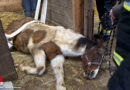Nö: Feuerwehr unterstützt „Sammy“ in Pfaffstätten beim Aufstehen!