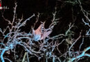 Nö: Turmfalken und einen Menschen am selben Abend in Bad Vöslau gerettet