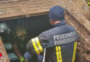 Nö: Schweine bei Einbruch in Güllekanal in Haag im Glück
