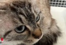 D: Katzenköpfchen schaut in Bad Salzuflen unter fahrendem Auto hervor