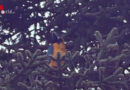 Ktn: Papagei mittels Drehleiter in Villach vom Baum geholt