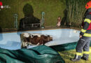 Oö: Kuh Lola in Marchtrenk aus Pool gerettet