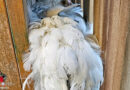 Bayern: Huhn in München in verzwickter Lage