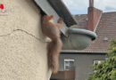 D: Eingeklemmtes Eichhörnchen an Hausfassade in Dortmund