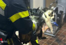 Ktn: Balkonbrand im 3. Stock in Villach → zwei Katzen durch die Feuerwehr gerettet