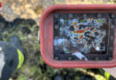 Bgld: Brand auf einer Wiese in Mattersburg