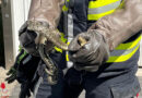 Bayern: Feuerwehr München auf Schlangenfang