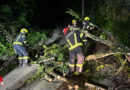 Oö: Umgestürzter Baum von der Feuerwehr Lauffen entfernt
