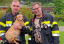 Stmk: Hund „Hildegard“ von Mürzufer-Böschung gerettet