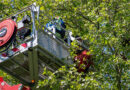 Nö: Falke in Mödling durch Feuerwehr gerettet