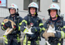 Nö: Gebäudebrand in Waidhofen/Ybbs: Feuerwehren retteten vier Katzen