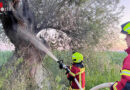 D: Brand im Inneren eines großen Baumes in Reichenau