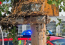 D: Bienschwarm an frischem Baum und verfangene Taube in Offenburg