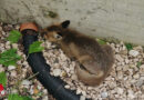 Nö: Erschöpften Fuchs aus Lichtschacht gerettet