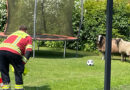 D: Verirrte Schafe in Garten in Schierhorn / Hanstedt