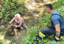Nö: Schäferhund steckt in Großweikersdorf im schlammigen Bachbett fest