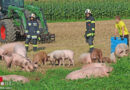 Oö: Tiertransportanhänger mit Schweinen in Sipbachzell umgestürzt