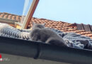 D: Zwei Katzenrettungen innerhalb von 24 Stunden in Lehrte