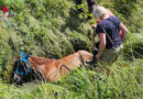 Nö: Pferd in Bachbett in Notlage → Tierrettung bei Maisbirbaum / Ernstbrunn