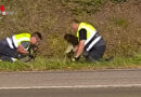 Ktn: Katze aus Abwasserrohr in Villach-Landskron befreit