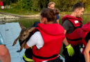 Oö: Feuerwehren retten Rehkitz aus Donau beim Donaukraftwerk Ottensheim