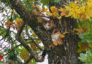 Oö: Katze auf Baum → Feuerwehr mit Drehleiter bei Tierrettung in Wels im Einsatz
