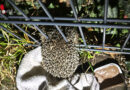 D: Igel klemmte in Celle in Zaun fest
