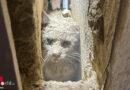 Stmk: Katze steckt in Fürstenfeld zwischen Mauer und Kachelofen