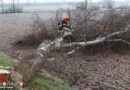 Oö: Autolenkerin in Wels gegen Baum geprallt