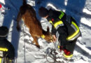 Nö: Mit Drohnen-Einsatz ausgebüxtes Kalb in Langschlag gefunden