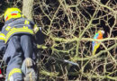 Oö: Exotischer Gast sorgte für ungewöhnlichen Feuerwehreinsatz in Pasching