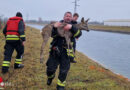 Nö: Feuerwehr St. Valentin fischte entkräftetes Reh aus Enns-Kanal