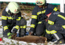 Oö: Im Zaun eingeklemmt → Reh in Thalheim bei Wels durch Feuerwehr und Jäger gerettet
