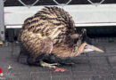 D: Seltener Vogel in Neuss → Rohrdommel auf Abwegen