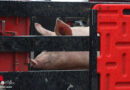 Oö: Schweine umgeladen → Kollision mit zweii Lkw und zwei Pkw auf B 138 in Steinhaus